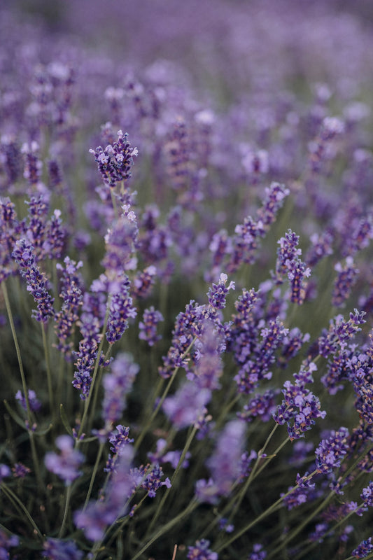 Lavender Syrup
