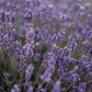 Lavender Syrup