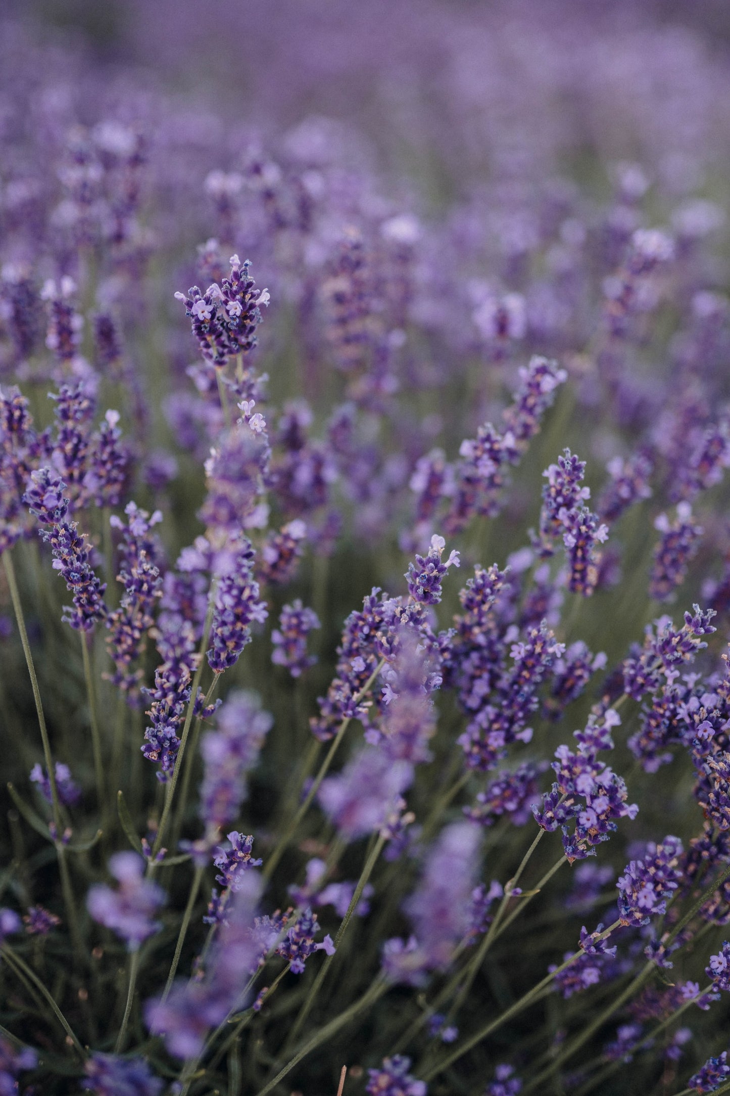 Lavender Syrup